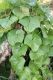 image of Sechium edule