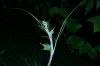 image of Sechium edule