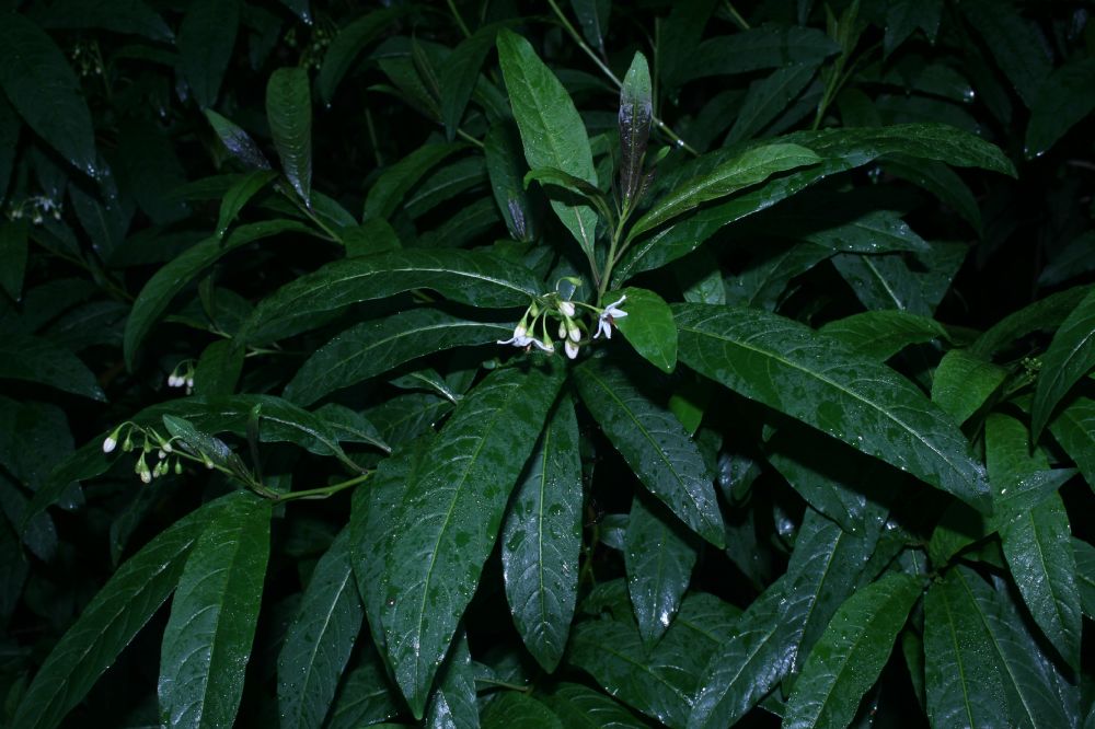 Solanaceae Solanum 