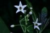 image of Solanum 