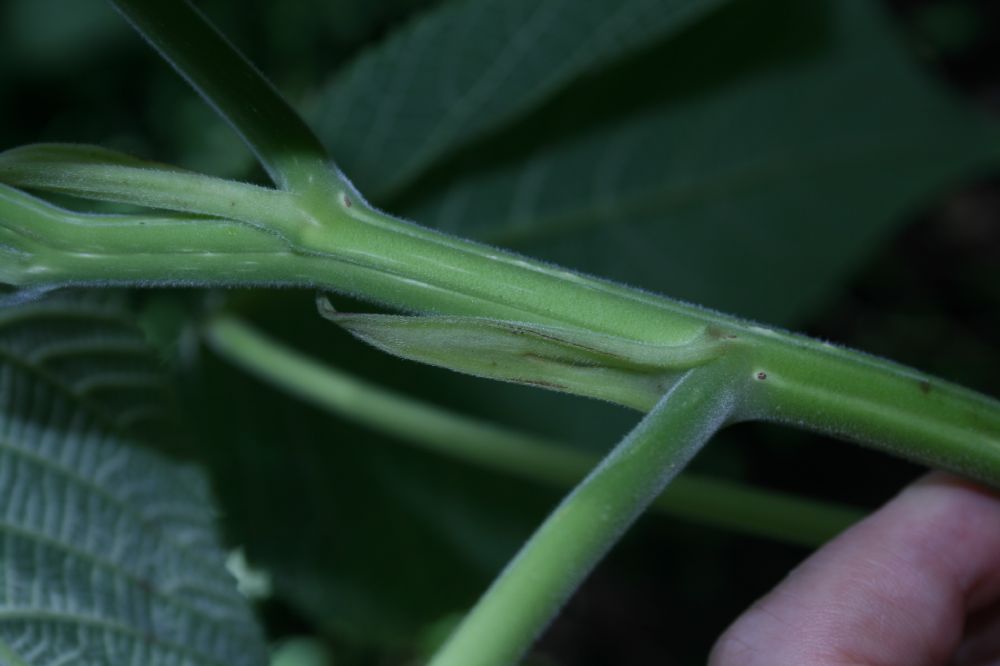 Urticaceae Urera verrucosa