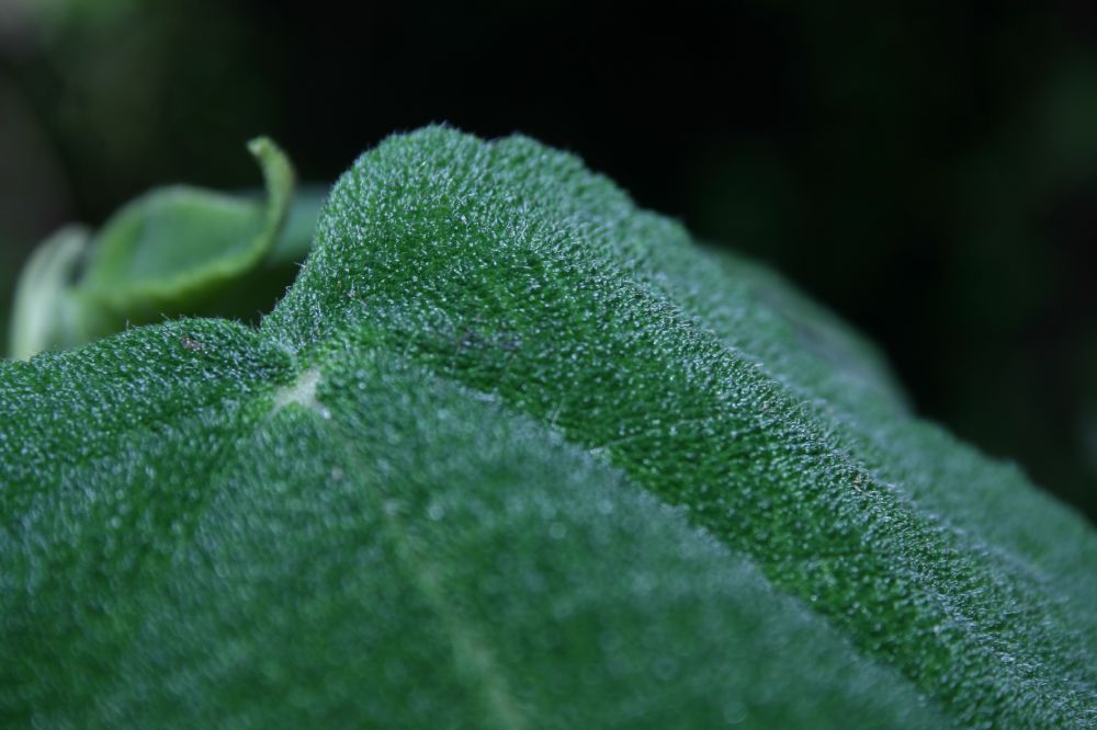 Urticaceae Urera verrucosa