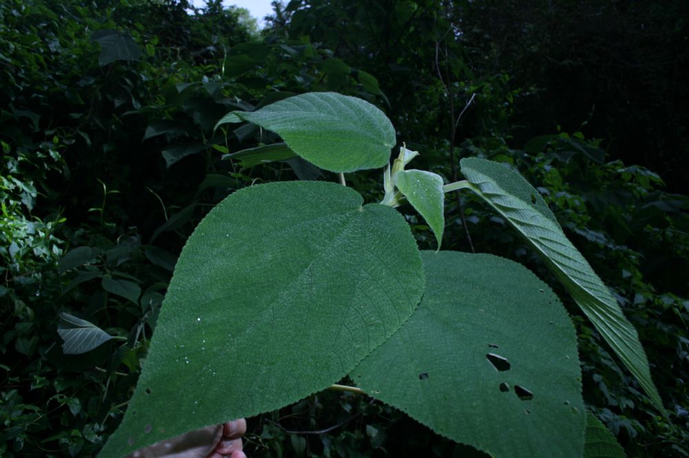 Urticaceae Urera verrucosa