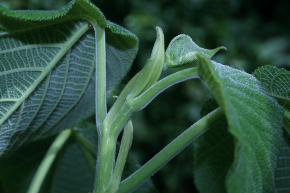 Urticaceae Urera verrucosa