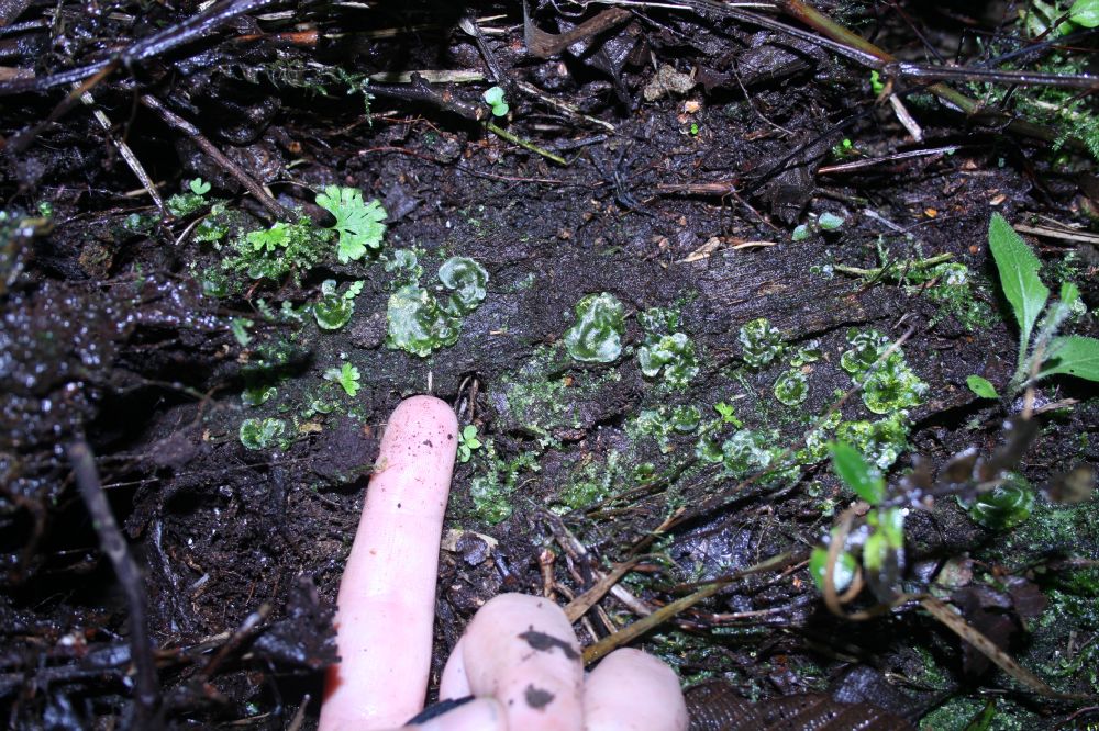 Pteridaceae Anogramma leptophylla