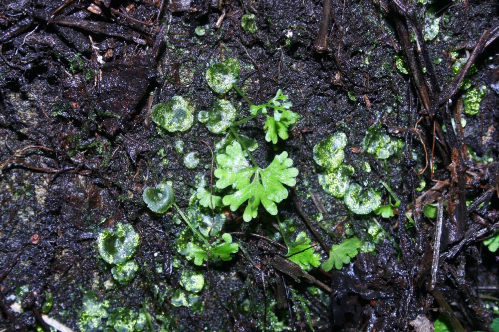 Pteridaceae Anogramma leptophylla