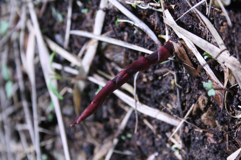 Alstroemeriaceae Bomarea 