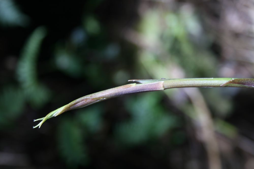 Alstroemeriaceae Bomarea 