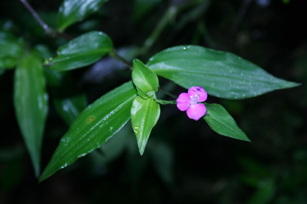 Commelinaceae Tradescantia poelliae