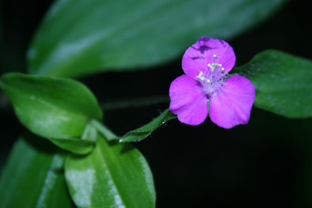 Commelinaceae Tradescantia poelliae