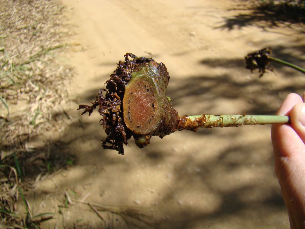 Polypodiaceae Campyloneurum decurrens
