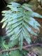 image of Campyloneurum decurrens
