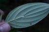 image of Cornus disciflora