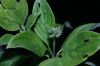 image of Cornus disciflora