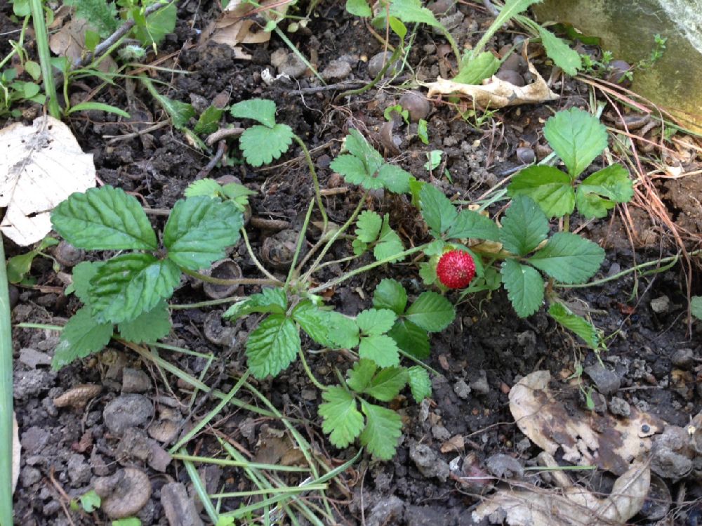 Rosaceae Potentilla indica
