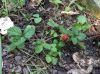 image of Potentilla indica