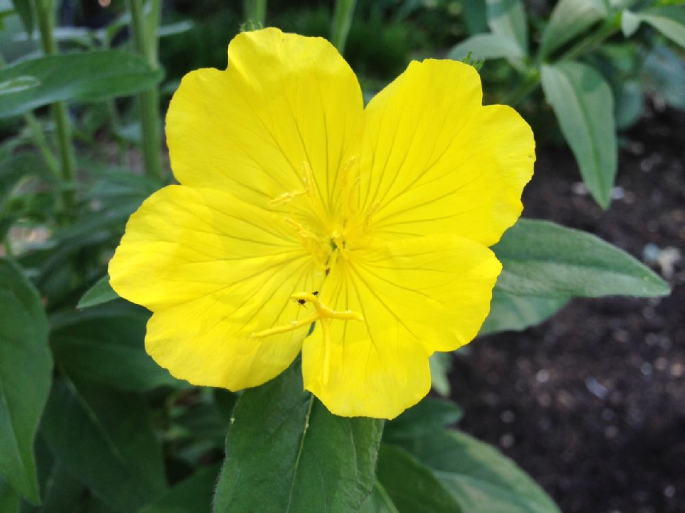 Onagraceae Oenothera 