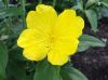 image of Oenothera 