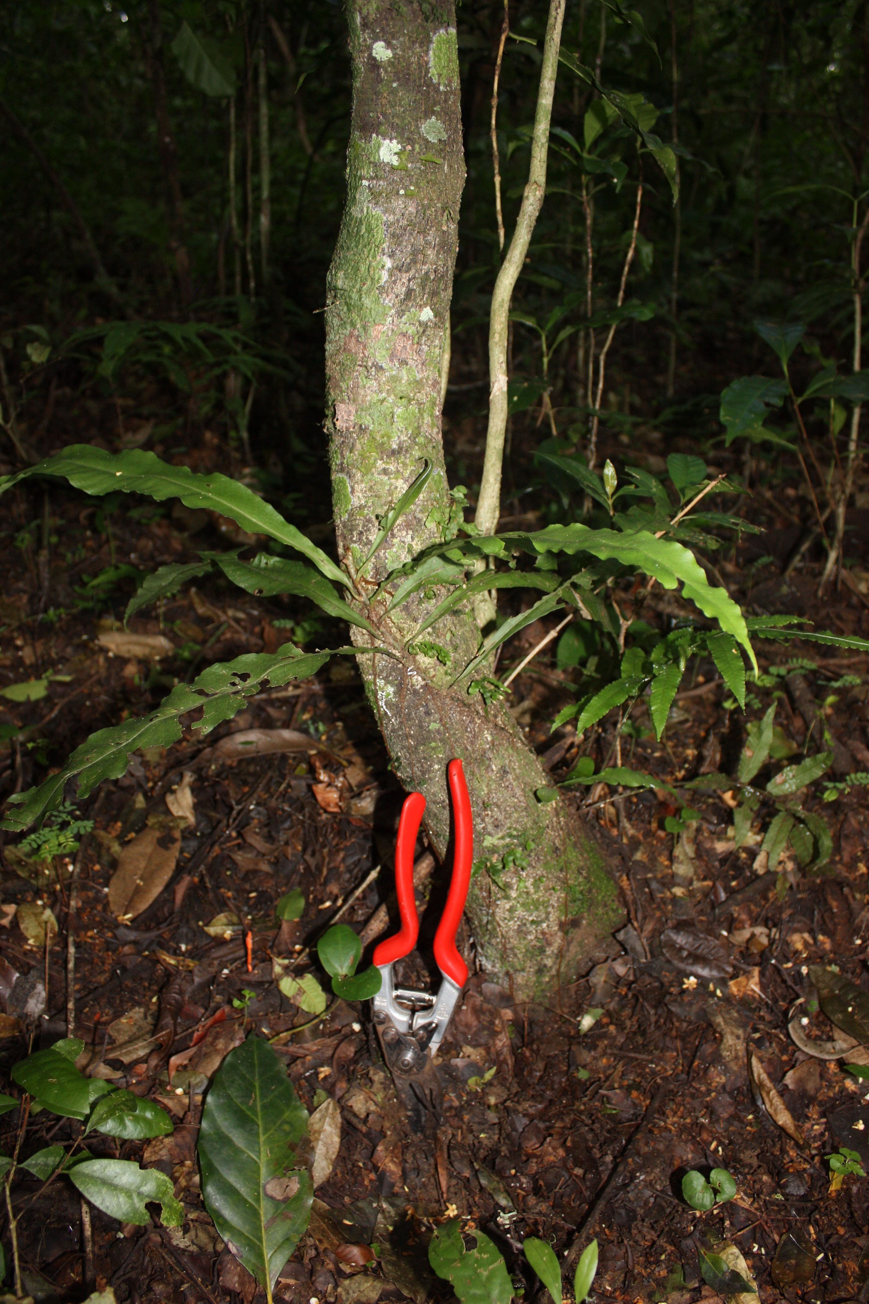 Polypodiaceae Campyloneurum atlanticum