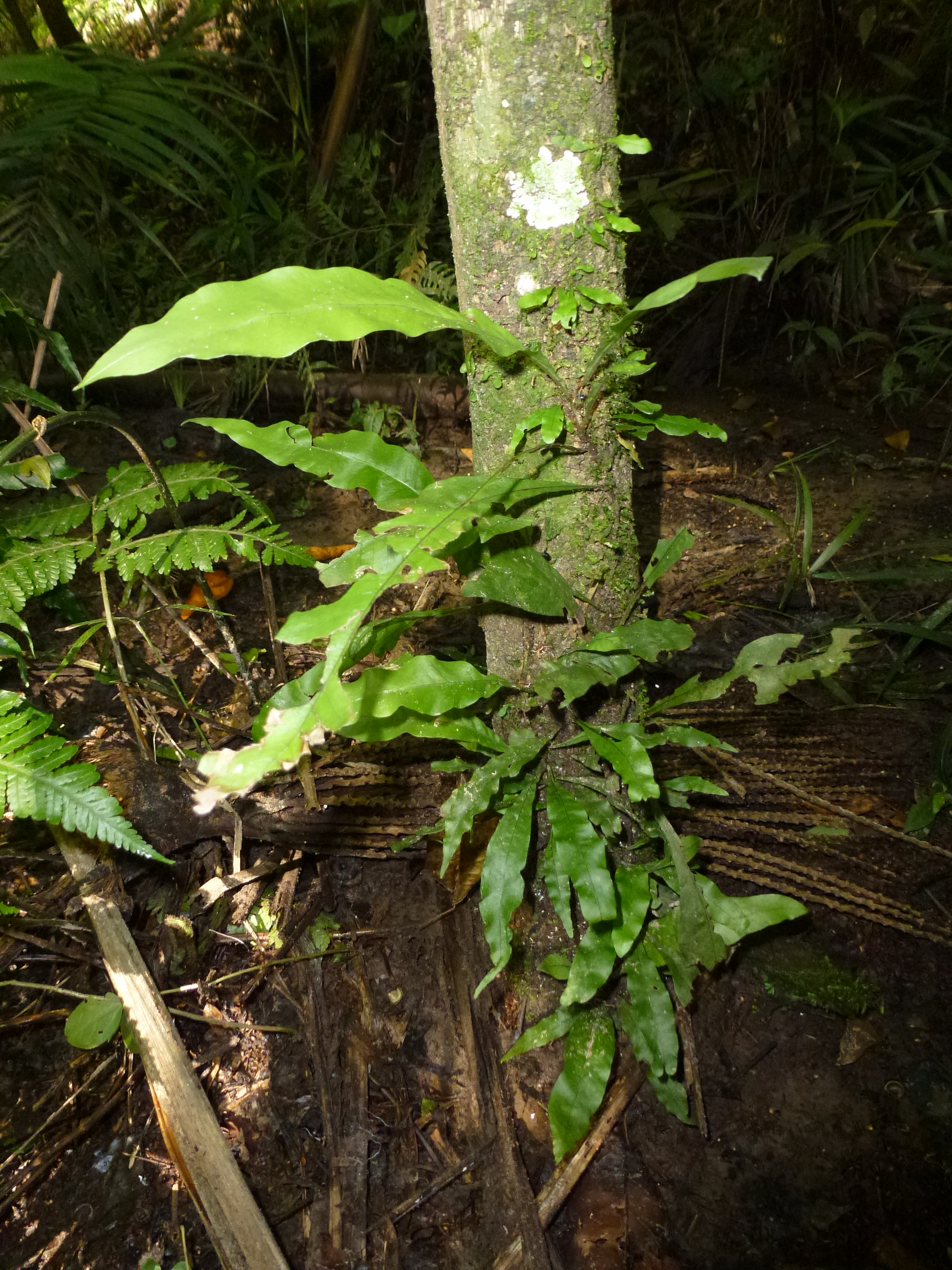 Polypodiaceae Campyloneurum atlanticum