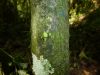 image of Campyloneurum atlanticum