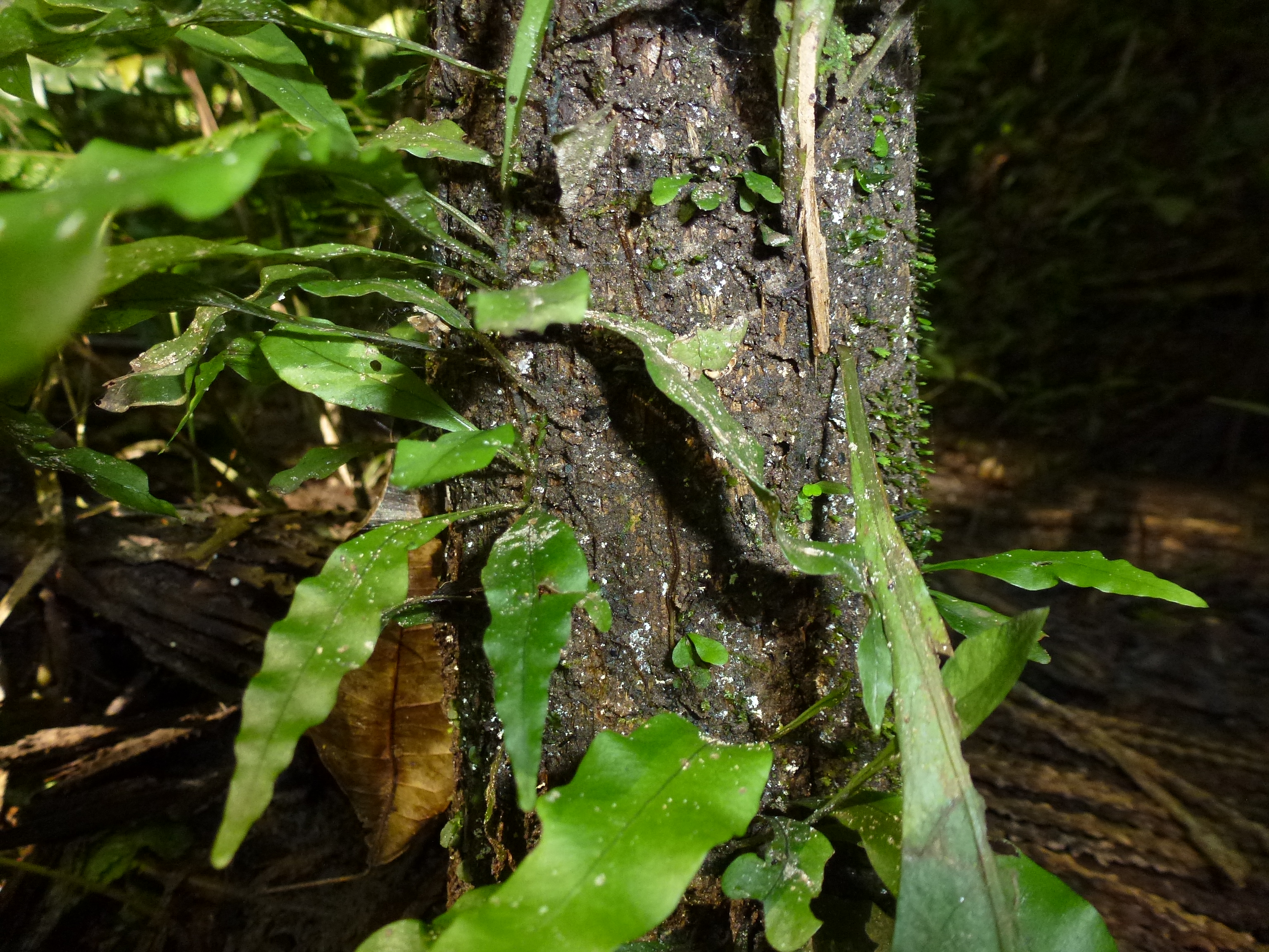 Polypodiaceae Campyloneurum atlanticum