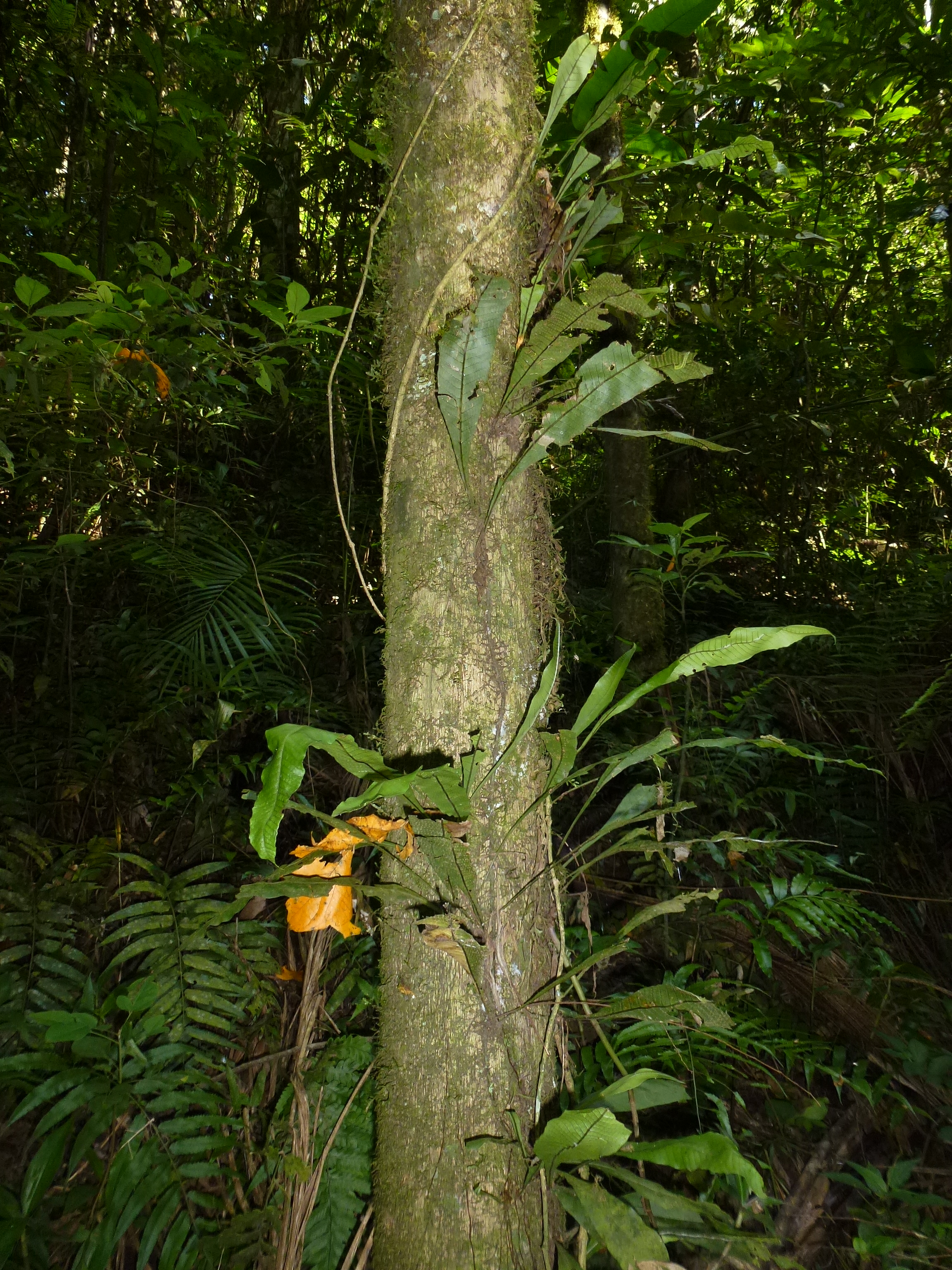 Polypodiaceae Campyloneurum atlanticum