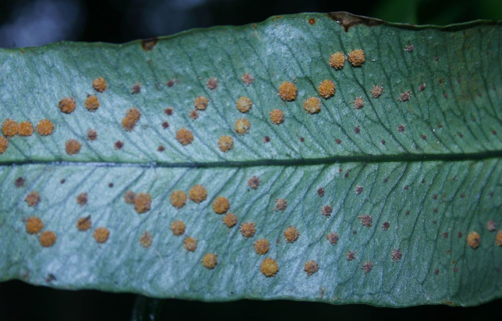 Polypodiaceae Campyloneurum xalapense