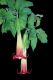 image of Datura sanguinea