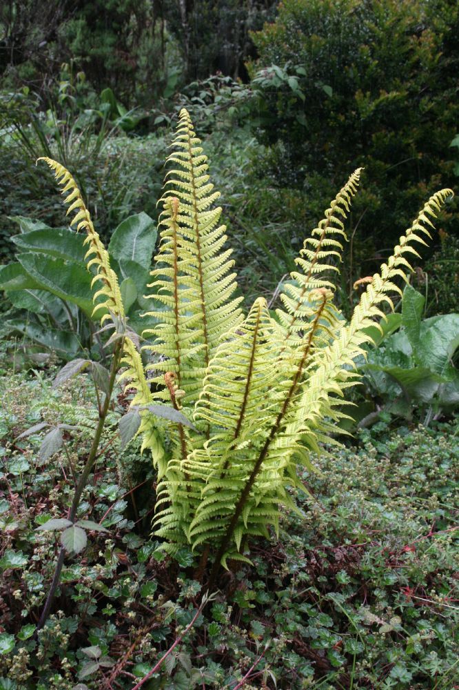 Dryopteridaceae Dryopteris wallichiana