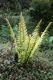 image of Dryopteris wallichiana
