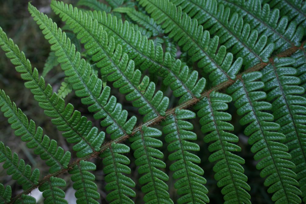 Dryopteridaceae Dryopteris wallichiana