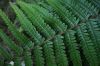 image of Dryopteris wallichiana