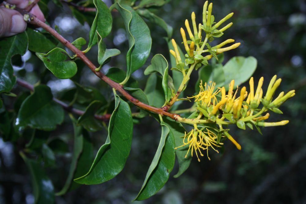 Loranthaceae Gaiadendron punctatum