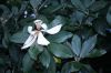 image of Magnolia sororia