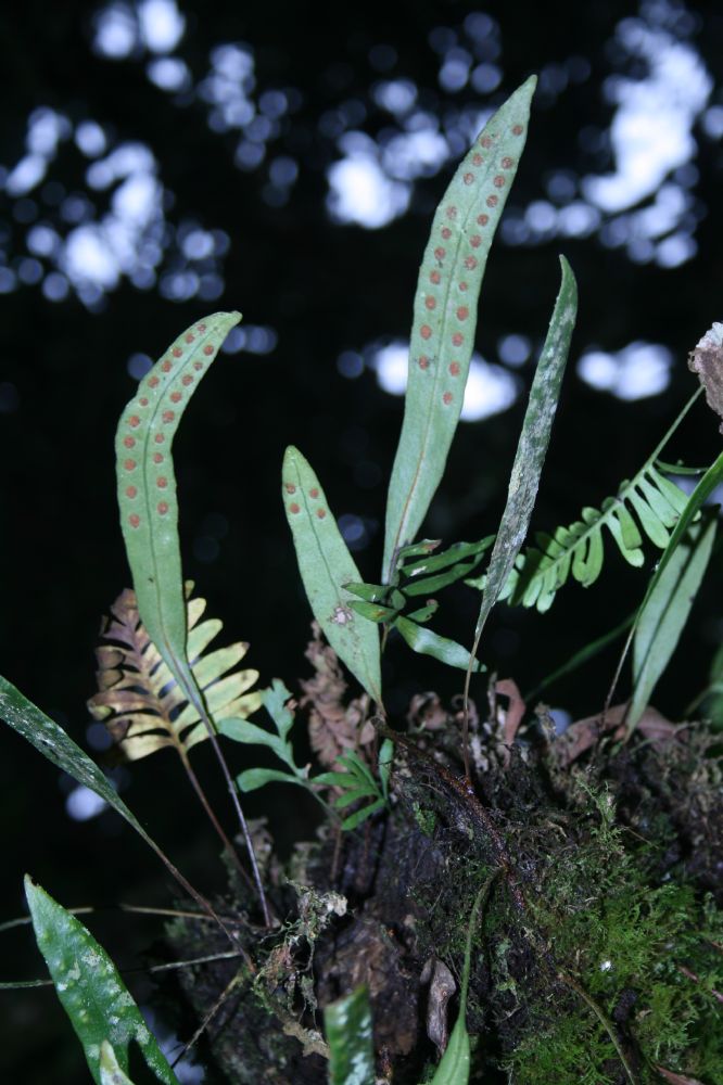 Polypodiaceae Pleopeltis macrocarpa