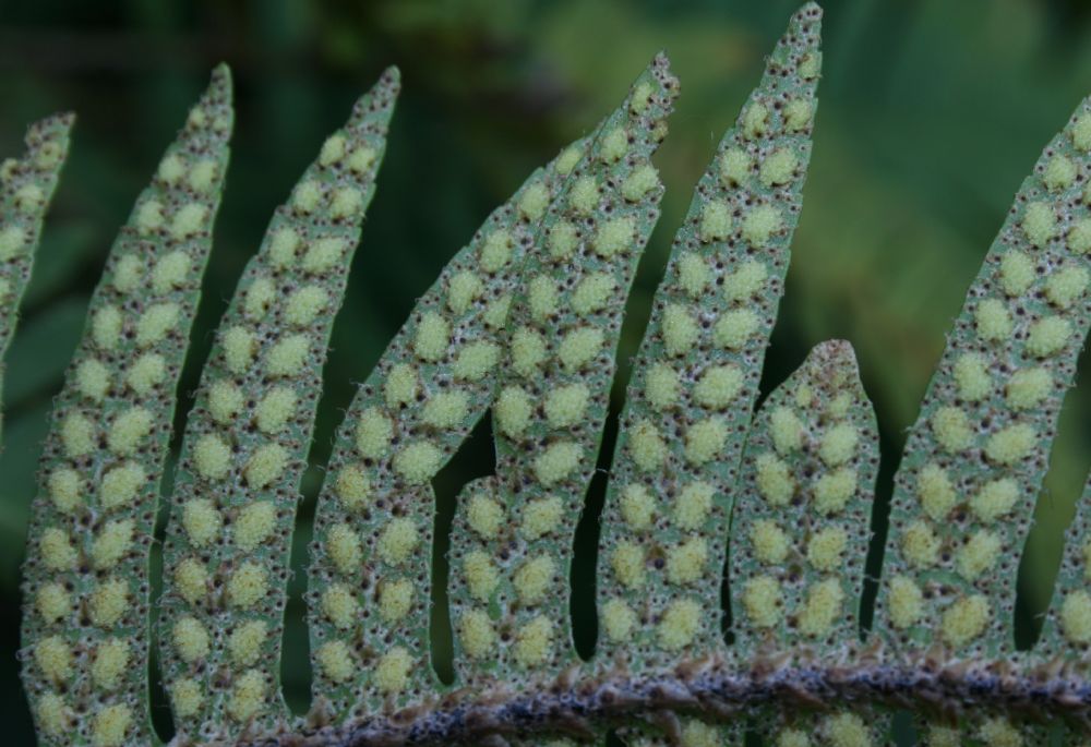 Polypodiaceae Pleopeltis myriolepis