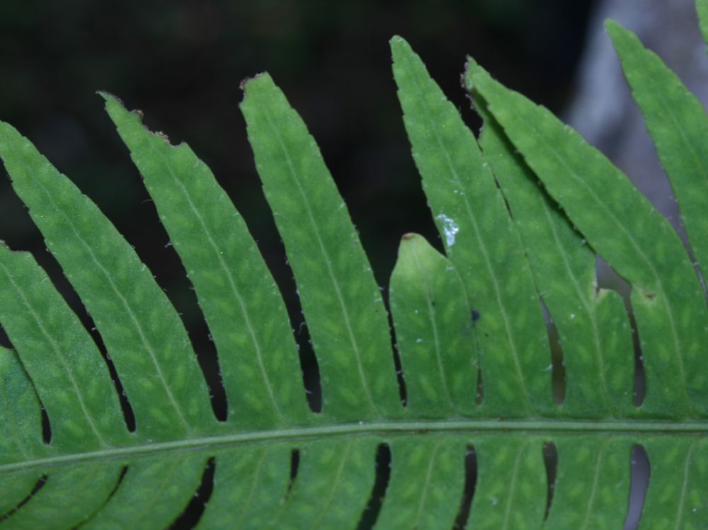 Polypodiaceae Pleopeltis myriolepis
