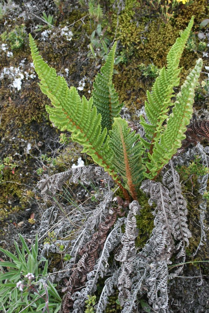 Dryopteridaceae Polystichum talamancanum
