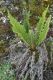 image of Polystichum talamancanum