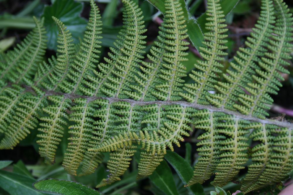 Dryopteridaceae Polystichum speciosissimum