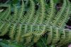 image of Polystichum speciosissimum