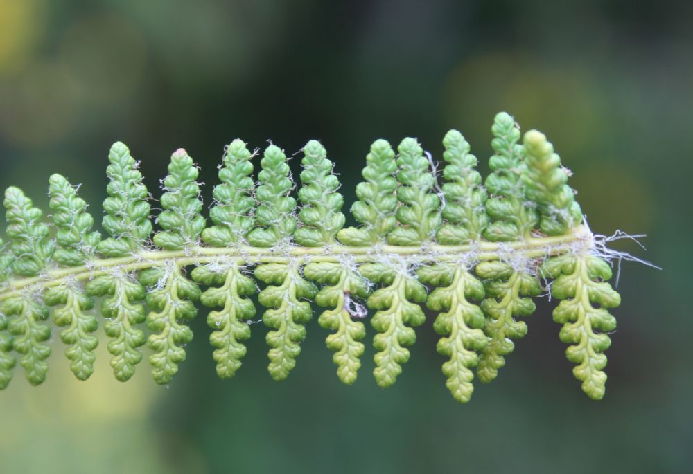 Dryopteridaceae Polystichum speciosissimum