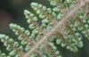 image of Polystichum speciosissimum