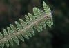 image of Polystichum speciosissimum