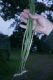 image of Campyloneurum angustifolium
