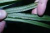 image of Campyloneurum angustifolium