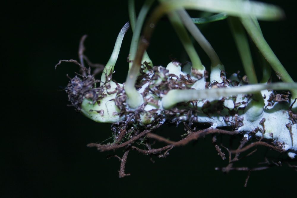 Polypodiaceae Campyloneurum angustifolium