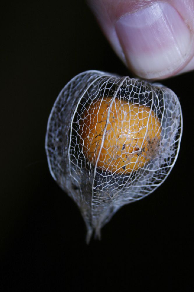 Solanaceae Physalis 