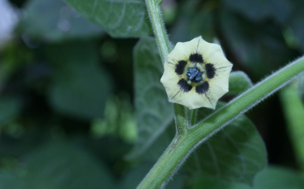 Solanaceae Physalis 